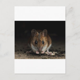 Postal Peanut the Wood Mouse