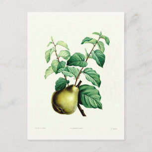 Postal Pear