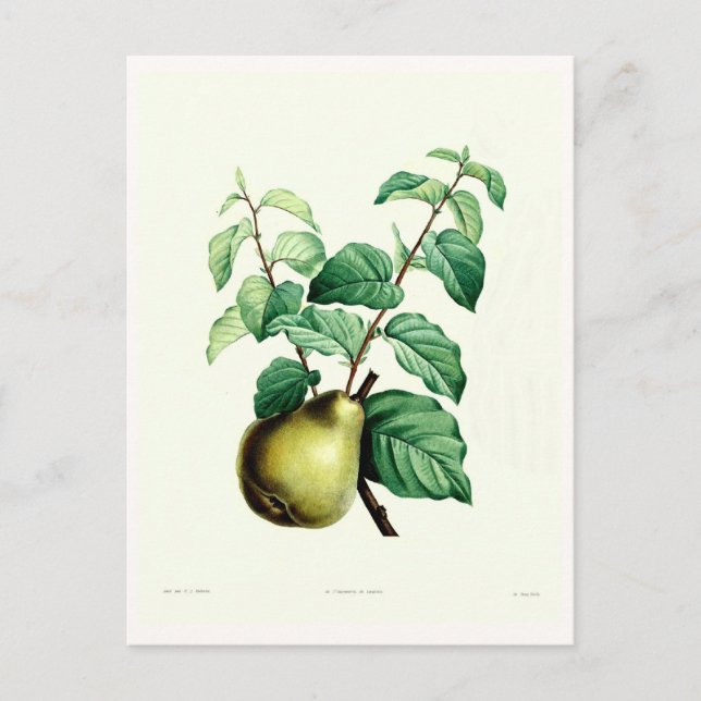 Postal Pear (Anverso)
