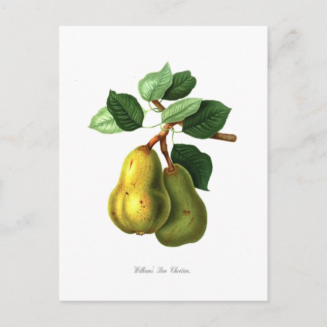 Postal Pear (Anverso)