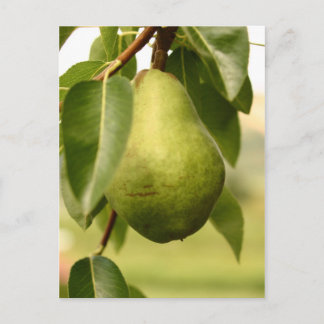 Postal Pear
