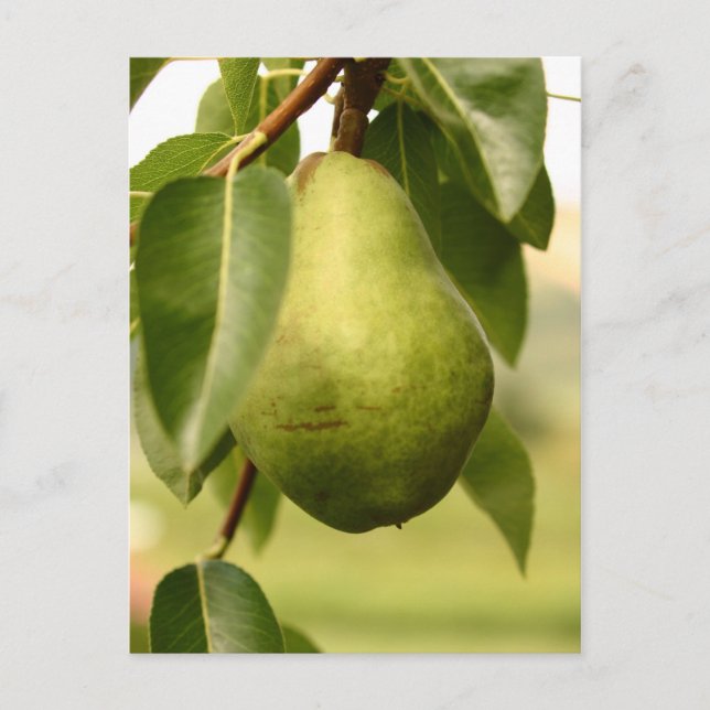 Postal Pear (Anverso)
