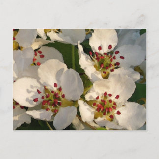 Postal Pear Blossoms