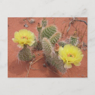Postal Pear de prickley amarillo