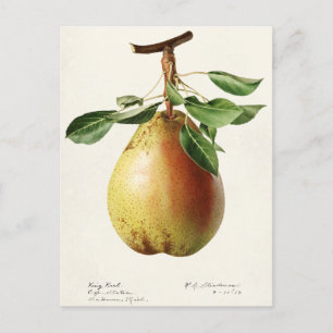 Postal Pear (Pyrus Communis) Fruit Watercolor Pintado