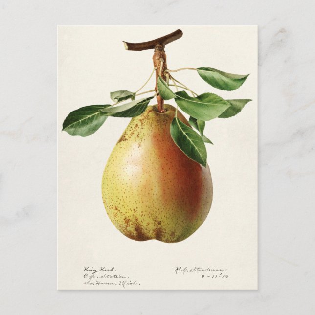 Postal Pear (Pyrus Communis) Fruit Watercolor Pintado (Anverso)