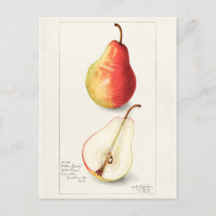 Postal Pear (Pyrus Communis) Fruit Watercolor Pintado