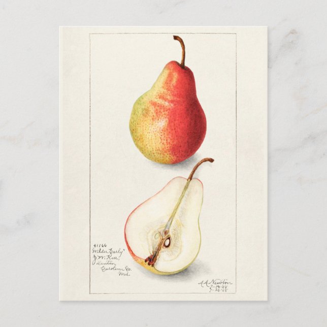 Postal Pear (Pyrus Communis) Fruit Watercolor Pintado (Anverso)