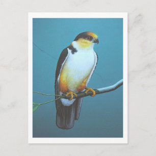 Postal Pearl Kite
