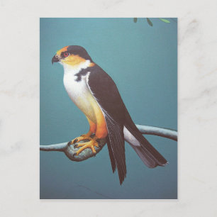 Postal Pearl Kite