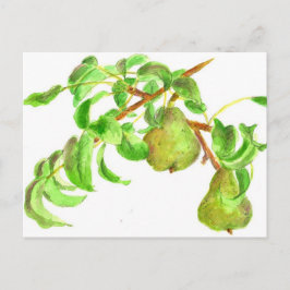 Postal Pears Watercolor Summer Fruit Pintura