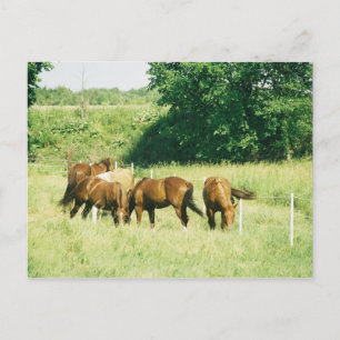 Postal Pebbles, lady, Sugar, Limited y Gump Postcard