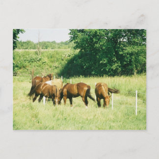 Postal Pebbles, lady, Sugar, Limited y Gump Postcard