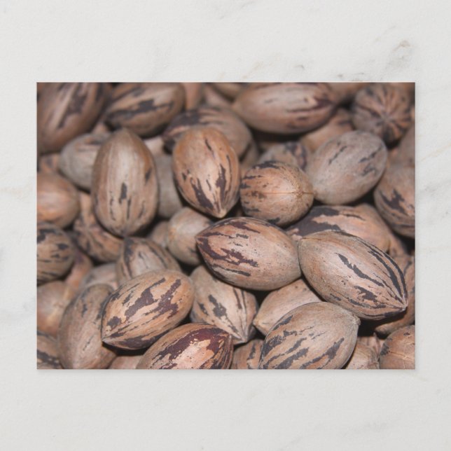 Postal Pecan Postcard (Anverso)