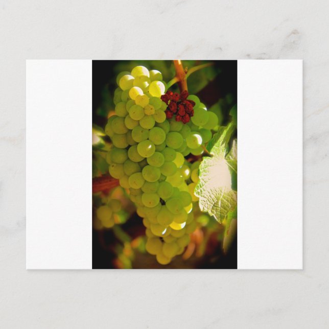 Postal Pecas (Anverso)