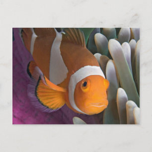 Postal Peces anemónicos del Payaso occidental