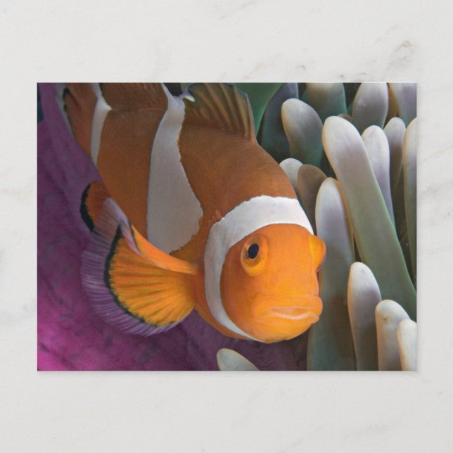 Postal Peces anemónicos del Payaso occidental (Anverso)