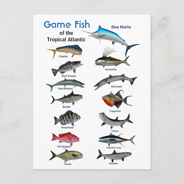 Postal Peces de caza del Atlántico tropical (Anverso)