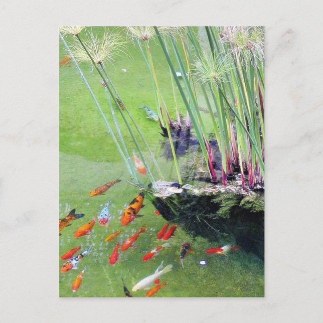 Postal Peces de oro (Anverso)