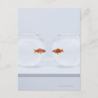 Peces de oro en cuencas separadas mirando cara a c