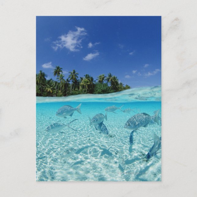Postal Peces en el mar (Anverso)