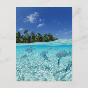 Postal Peces en el mar