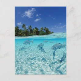 Postal Peces en el mar