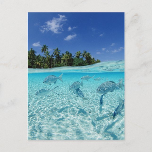 Postal Peces en el mar (Anverso)