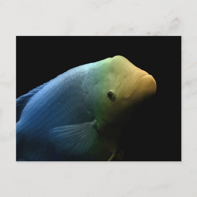 Postal Peces en tanque - Fotografía de arte (Anverso)