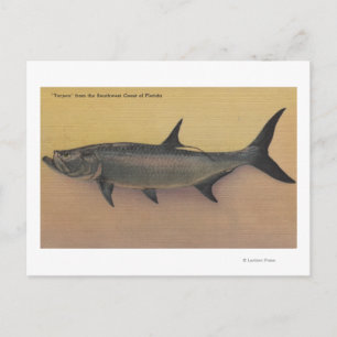Postal Peces Tarpon de la costa sureña de Florida