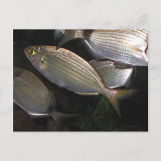 Postal peces tropicales