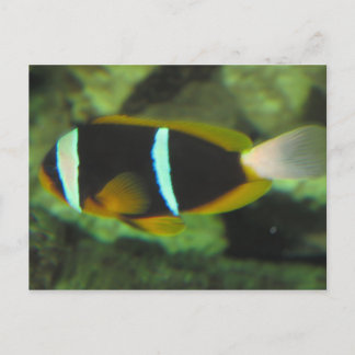 Postal peces tropicales