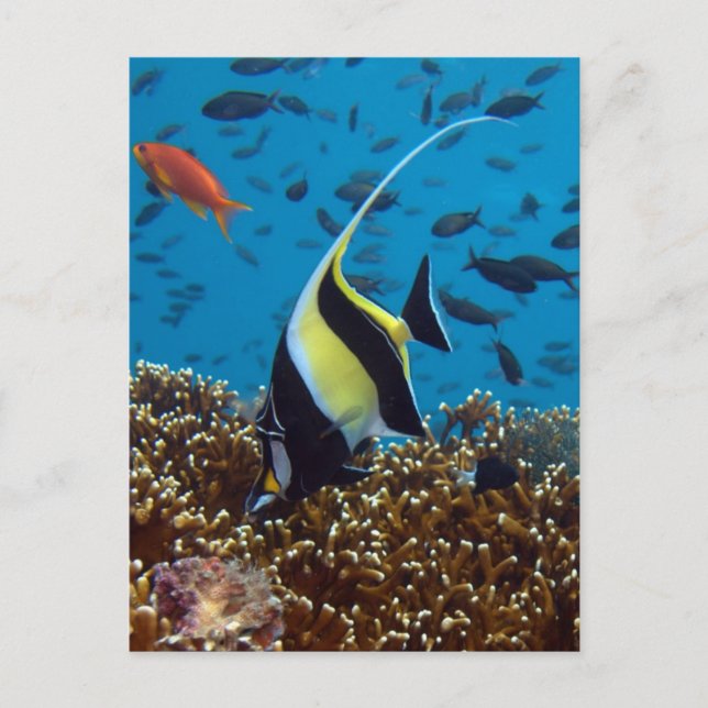 Postal Peces tropicales (Anverso)