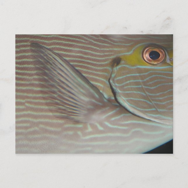 Postal peces tropicales (Anverso)