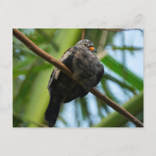 Postal Pechuga cruzada