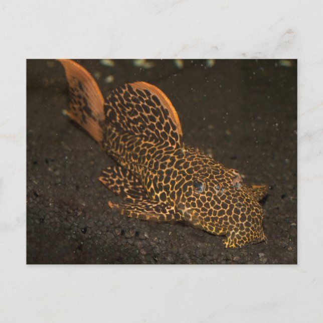 Postal Peckoltia Compta (Anverso)