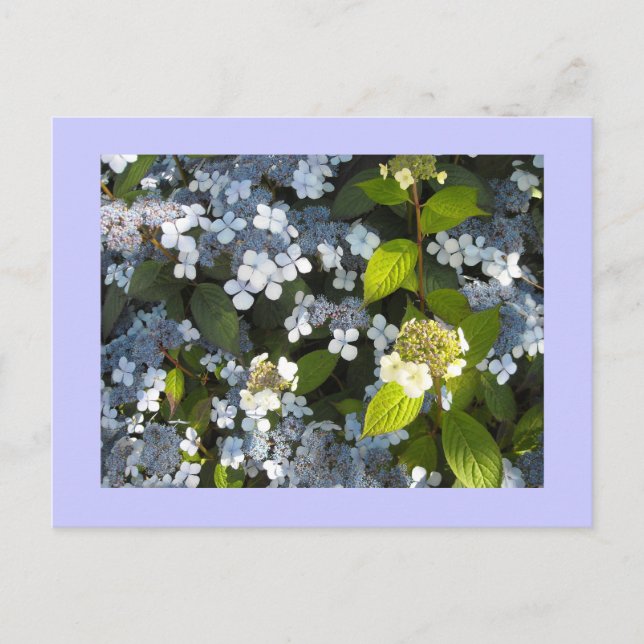 Postal Peegee Hydrangea (Anverso)