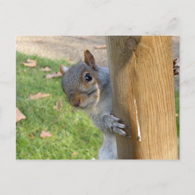 Postal ¡Peek-a-Boo! (Anverso)