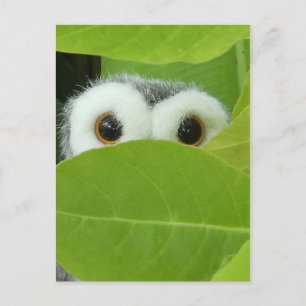 Postal Peek-A-Boo