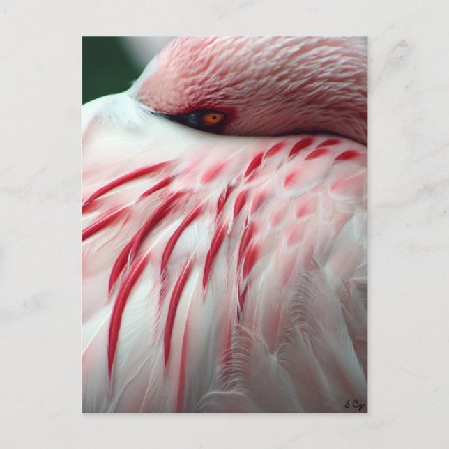 Postal Peek a Boo (Anverso)