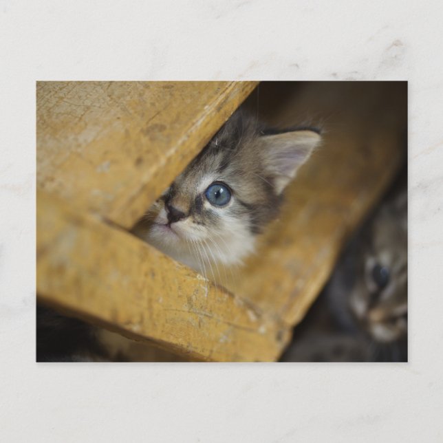 Postal Peek-A-Boo (Anverso)