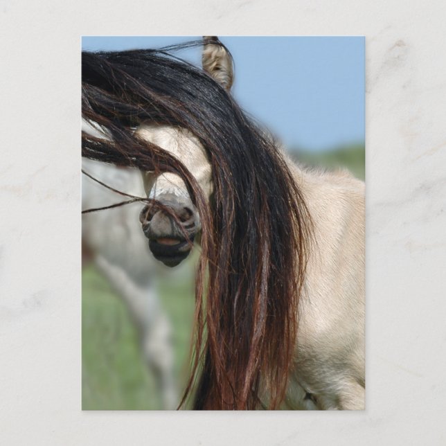 Postal Peek-a-Boo Colt (Anverso)