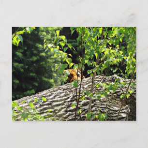 Postal Peek-a-boo del tigre