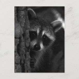 Postal Peek-a-Boo Raccoon