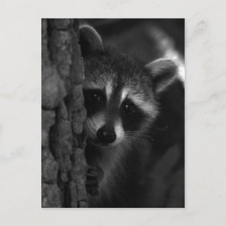 Postal Peek-a-Boo Raccoon