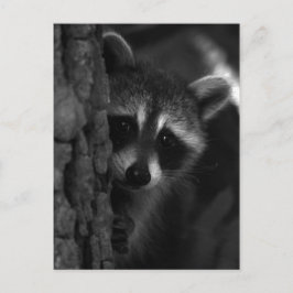 Postal Peek-a-Boo Raccoon