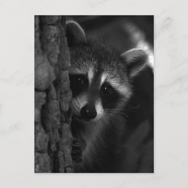Postal Peek-a-Boo Raccoon (Anverso)
