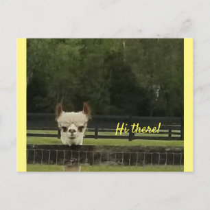 Postal Peekaboo alpaca