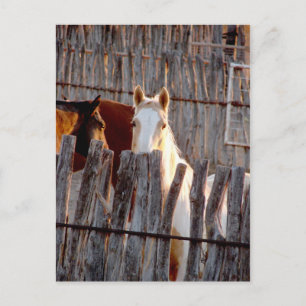 Postal Peekaboo Paint