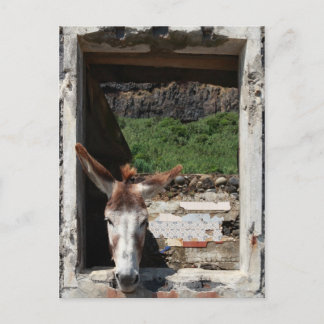 Postal Peeking Donkey